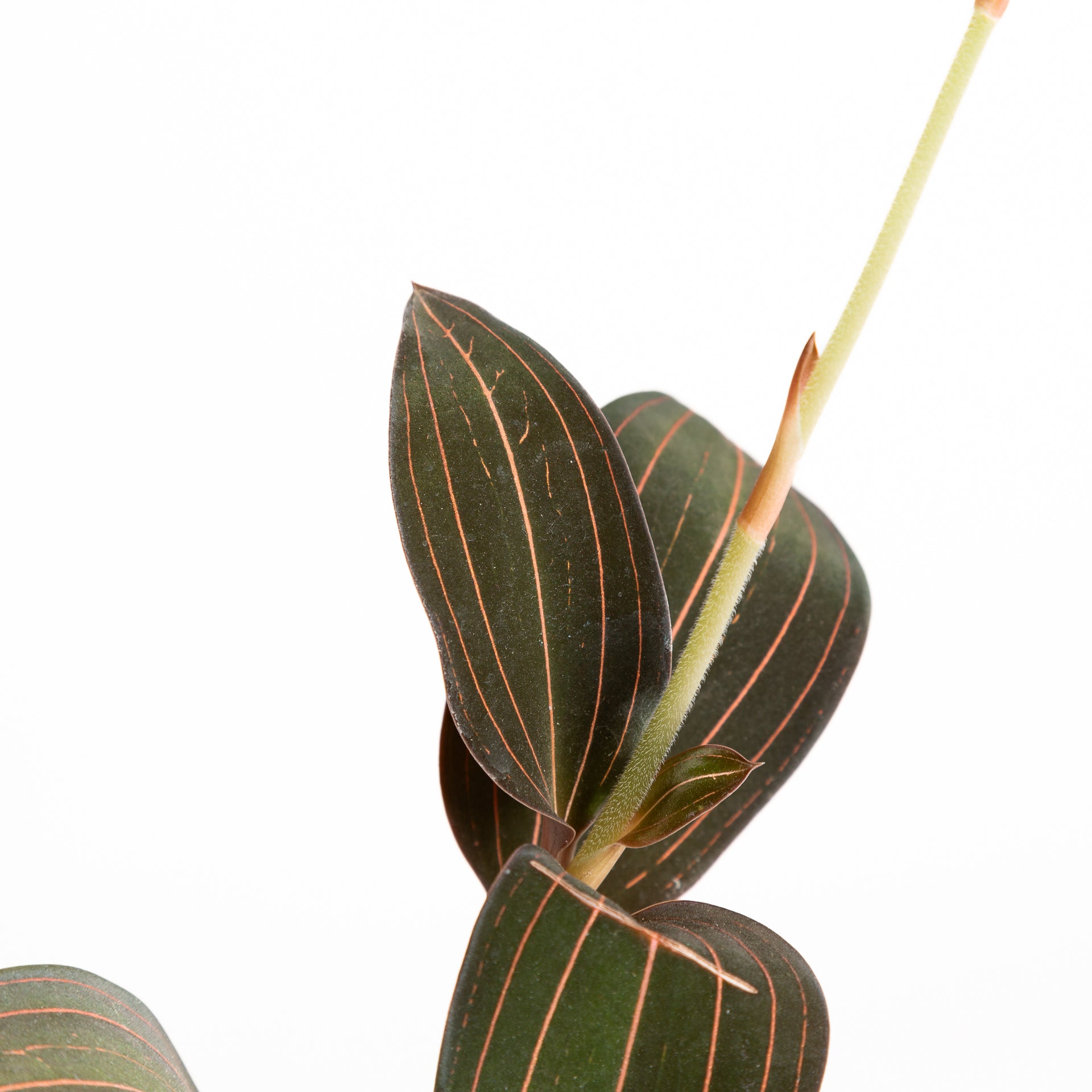 Orchid 'Jewel' 4" - Urban Sprouts
