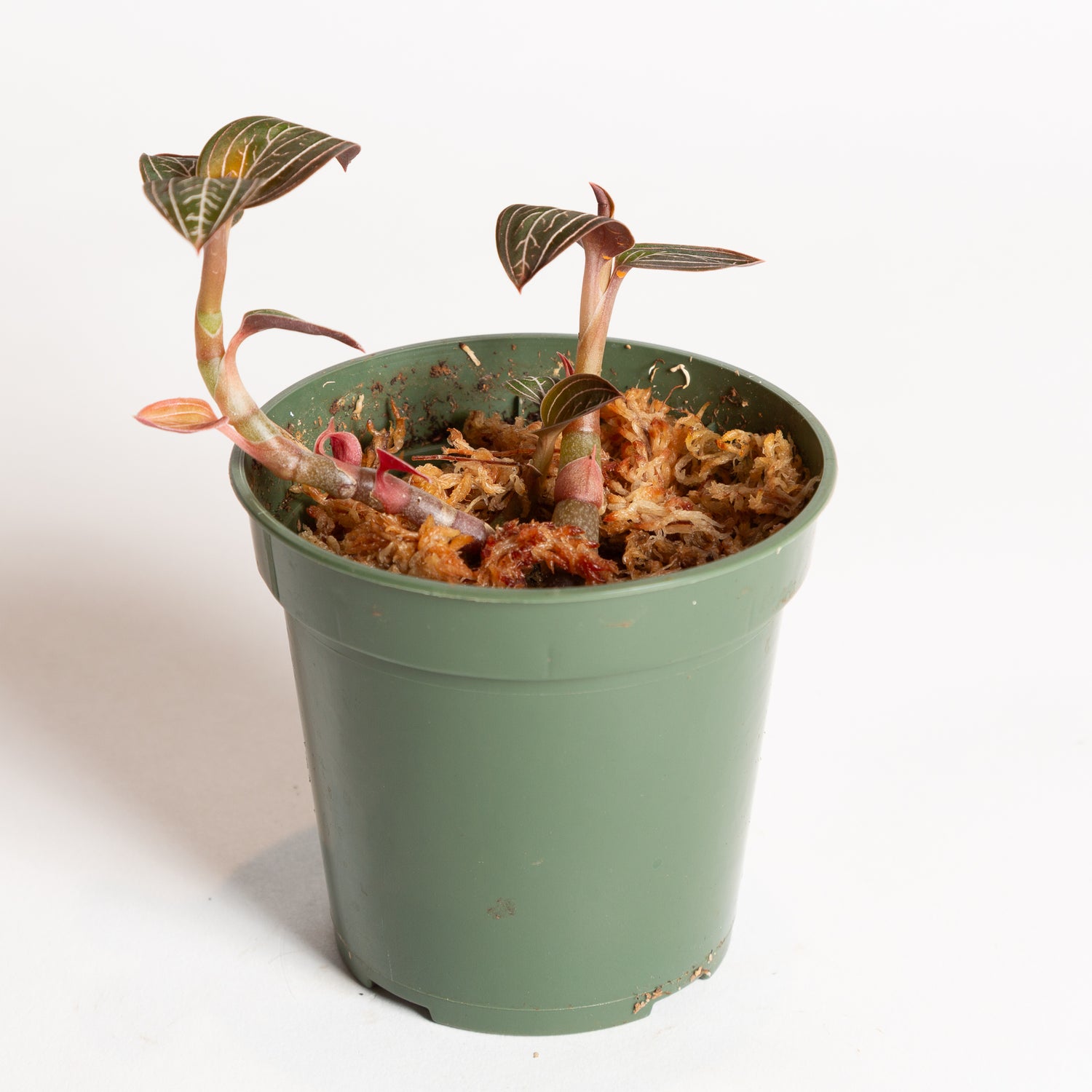Orchid 'Jewel - Jewelyana' 4" - Urban Sprouts