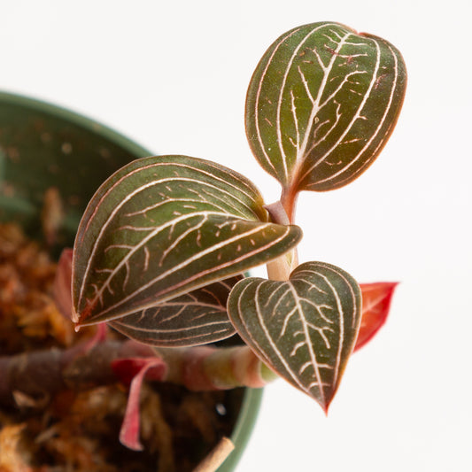 Orchid 'Jewel - Jewelyana' 4" - Urban Sprouts