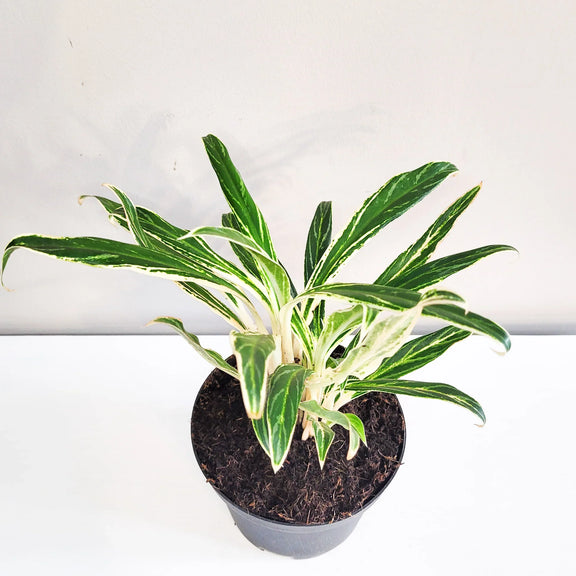 Chinese Evergreen 'Rice' 6" - Urban Sprouts