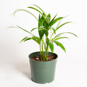Palm 'Areca' 6" - Urban Sprouts