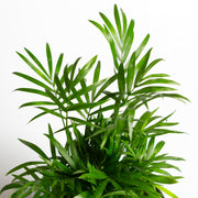 Palm 'Bella Parlor' 6" - Urban Sprouts
