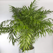 Urban Sprouts Plant Palm 'Bella Parlor'