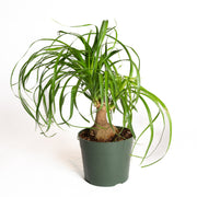 Palm 'Ponytail' 6" - Urban Sprouts