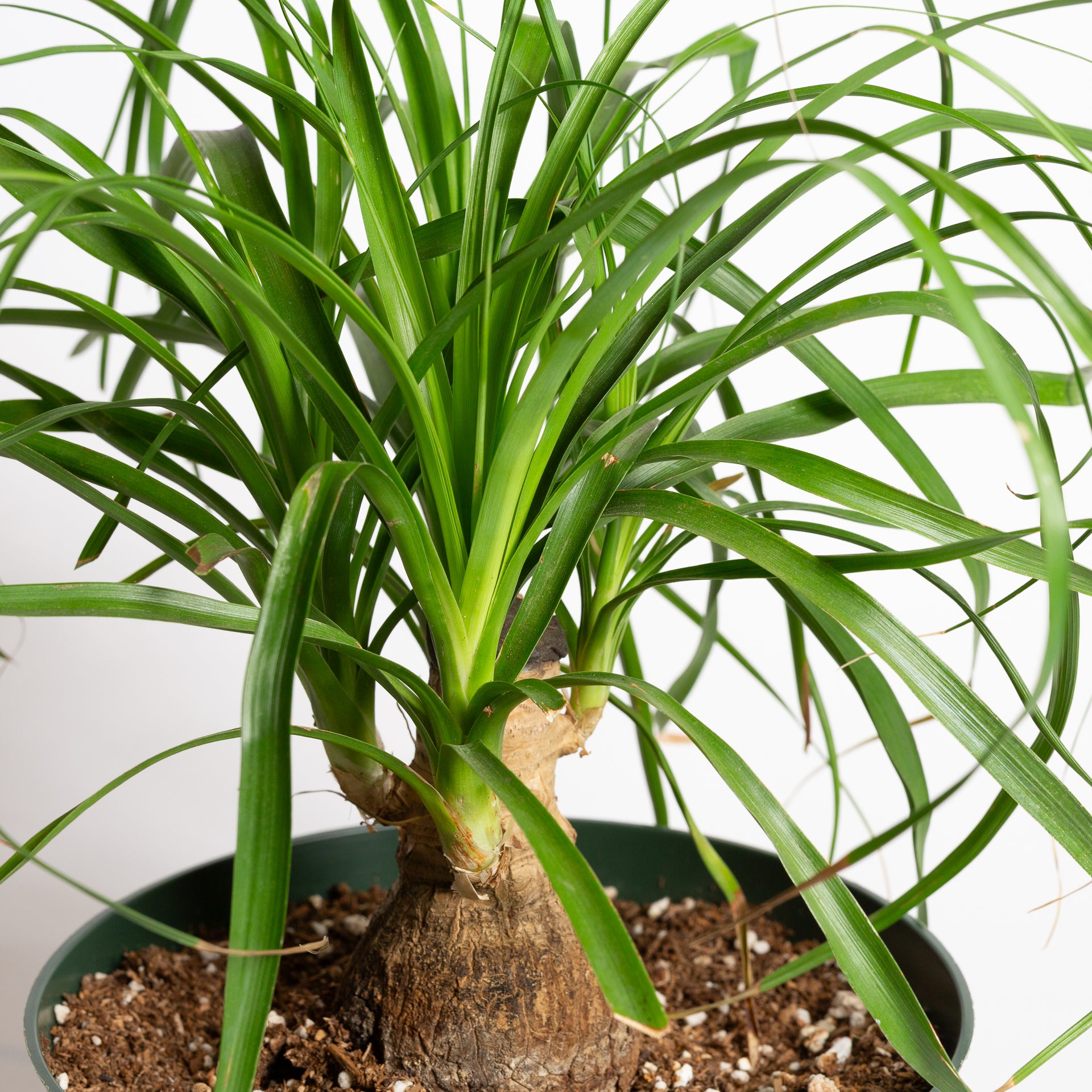 Palm 'Ponytail' 8" - Urban Sprouts