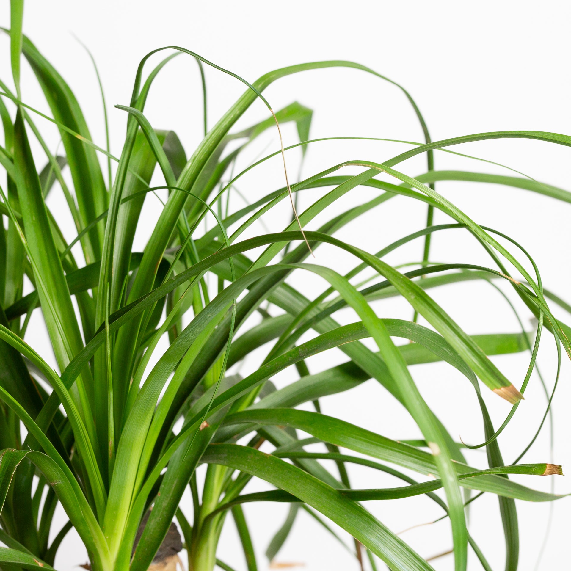 Palm 'Ponytail' 8" - Urban Sprouts