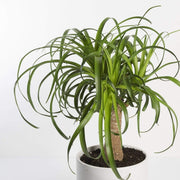 Urban Sprouts Plant Palm 'Ponytail'
