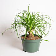 Palm 'Ponytail' 8" - Urban Sprouts