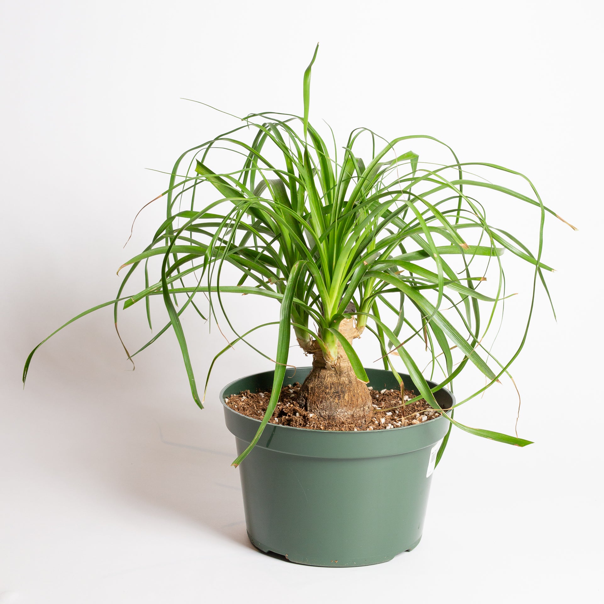 Palm 'Ponytail' 8" - Urban Sprouts