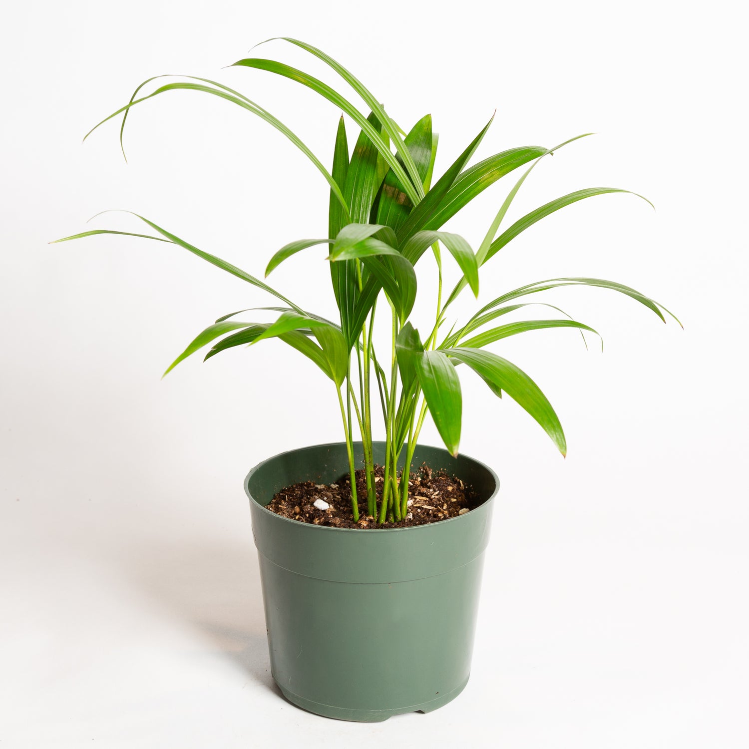 Palm 'Areca' 6" - Urban Sprouts