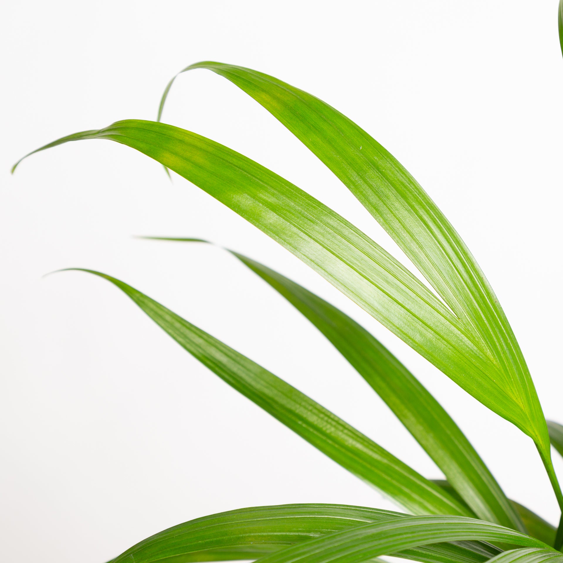 Palm 'Areca' 6" - Urban Sprouts