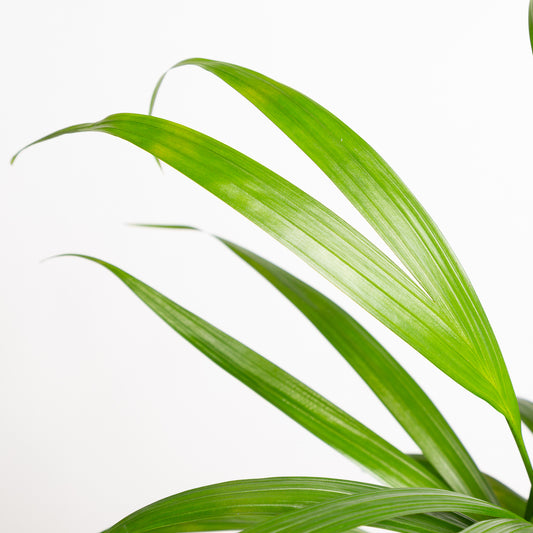 Palm 'Areca' 6" - Urban Sprouts