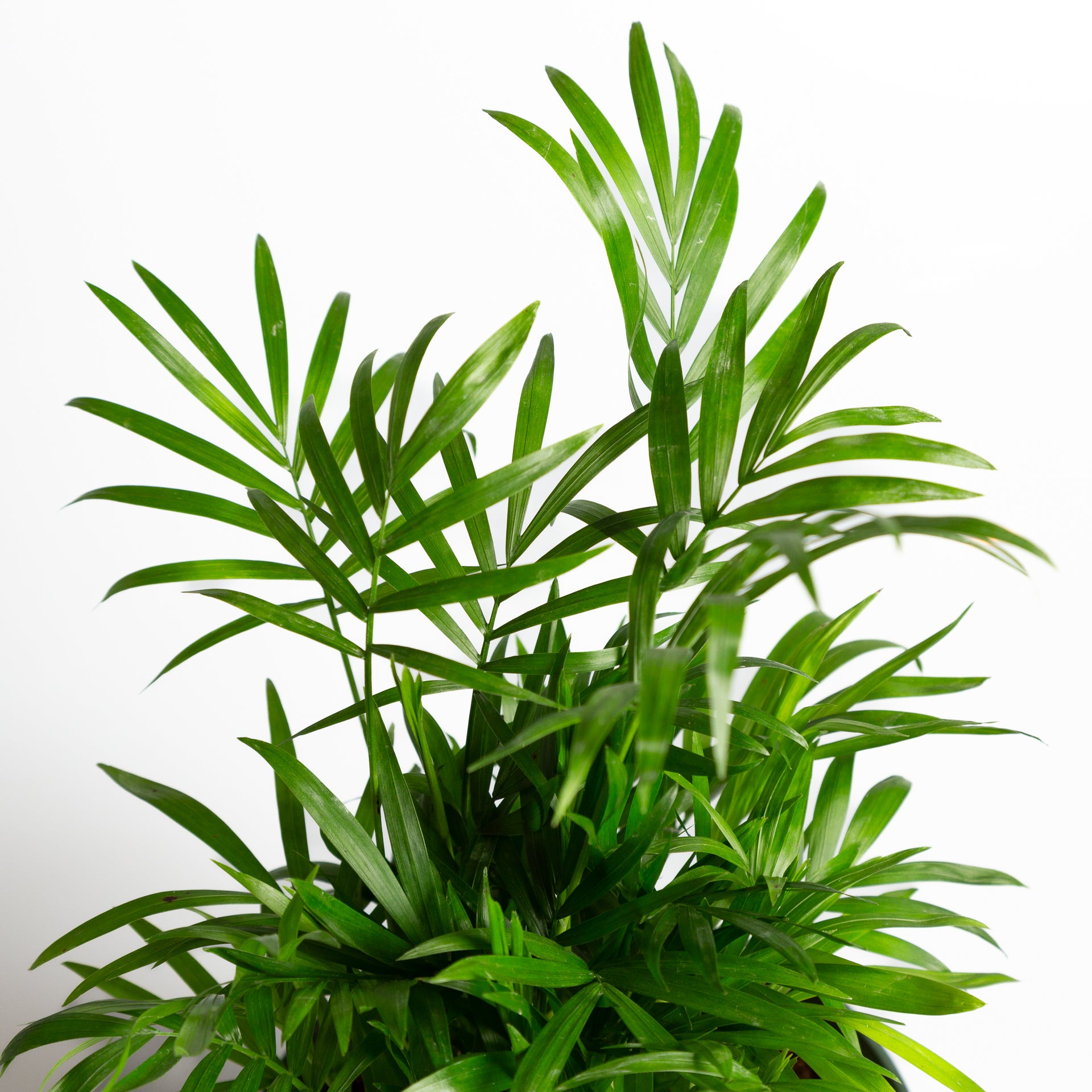 Palm 'Bella Parlor' 6" - Urban Sprouts