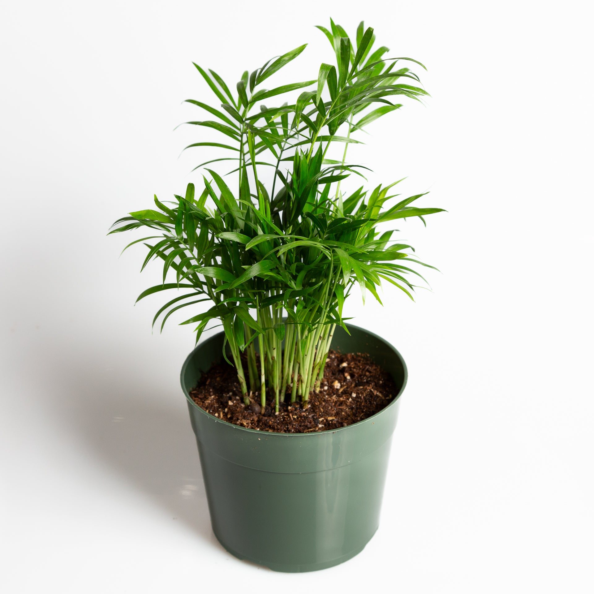 Palm 'Bella Parlor' 6" - Urban Sprouts
