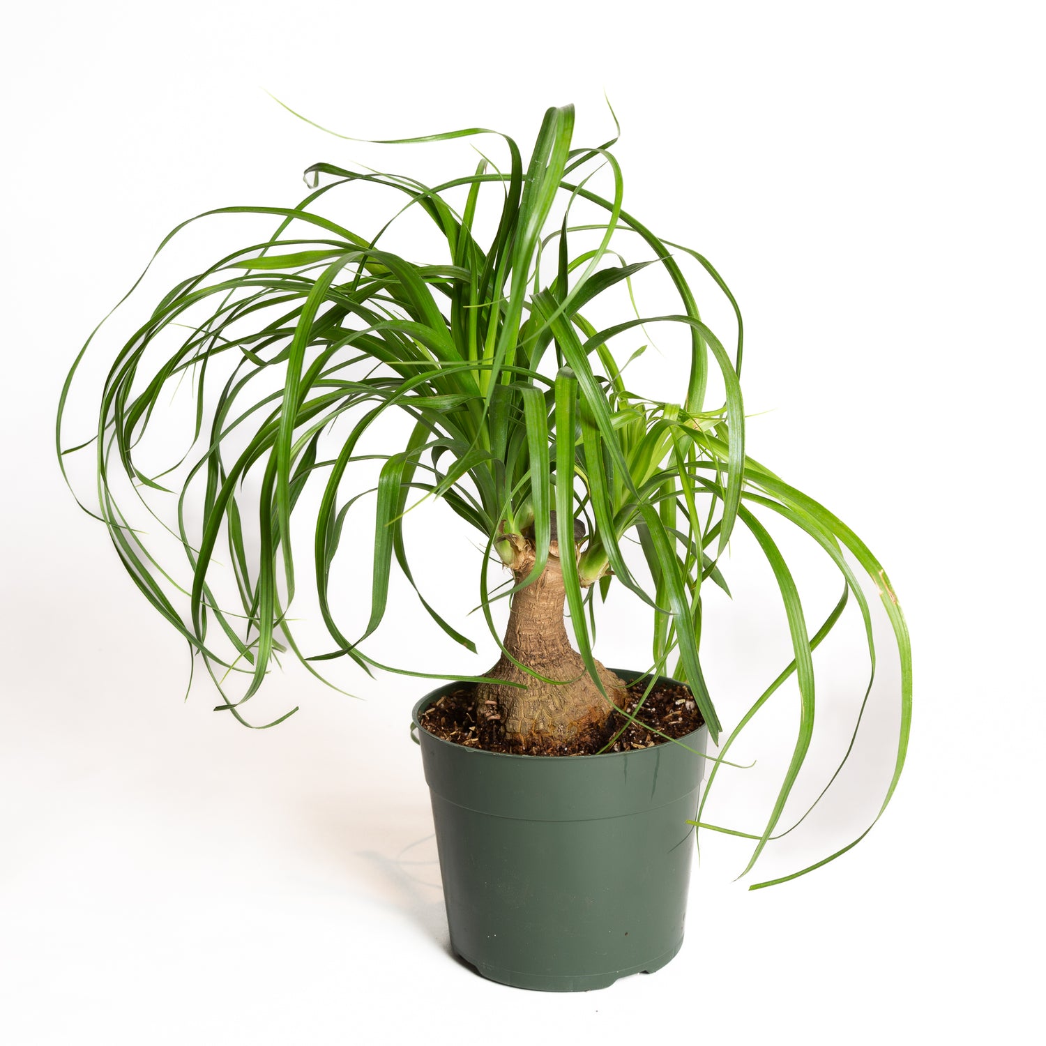Palm 'Ponytail' 6" - Urban Sprouts