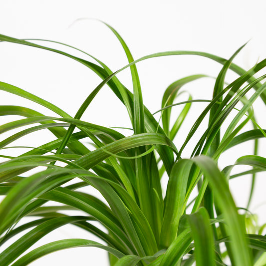 Palm 'Ponytail' 6" - Urban Sprouts