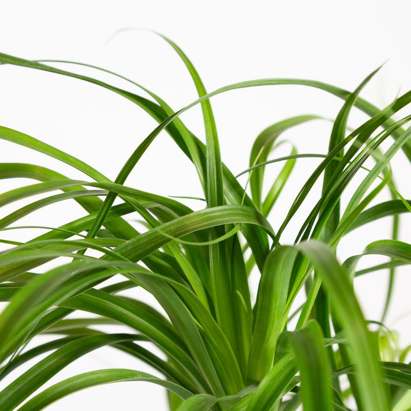 Palm 'Ponytail' 6" - Urban Sprouts