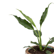 Urban Sprouts Plant Peace Lily 'Domino'