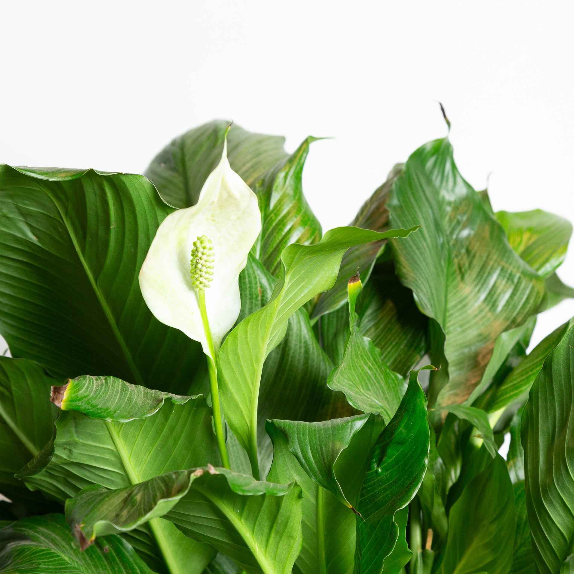 peace lily platinum mist Peace Lily 'Platinum Mist' 8"