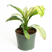 peace lily sprouts Peace Lily 'Sensation