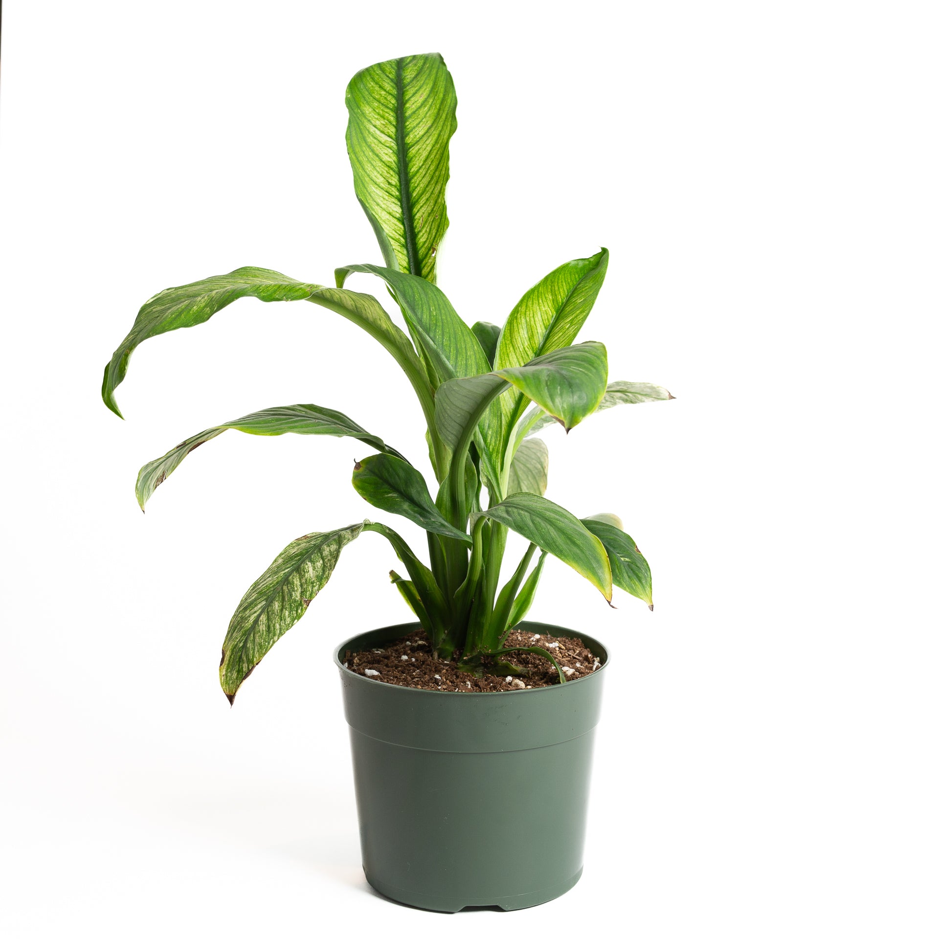 peace lily sprouts Peace Lily 'Sensation - Variegated' 8"
