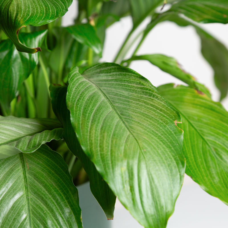 Peace Lily 'Platinum Mist' 8"