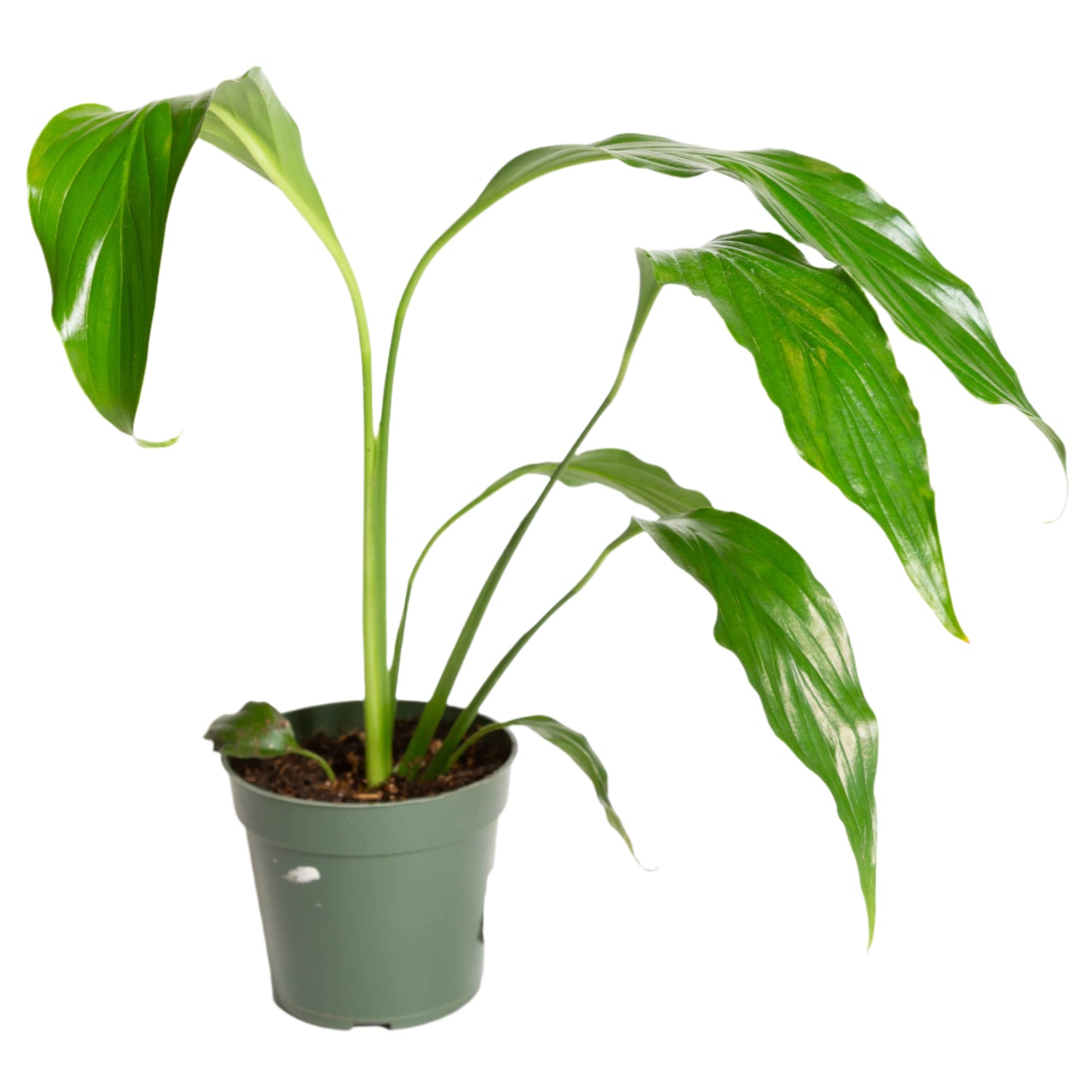 Peace Lily 'Viscount' 4" - Urban Sprouts