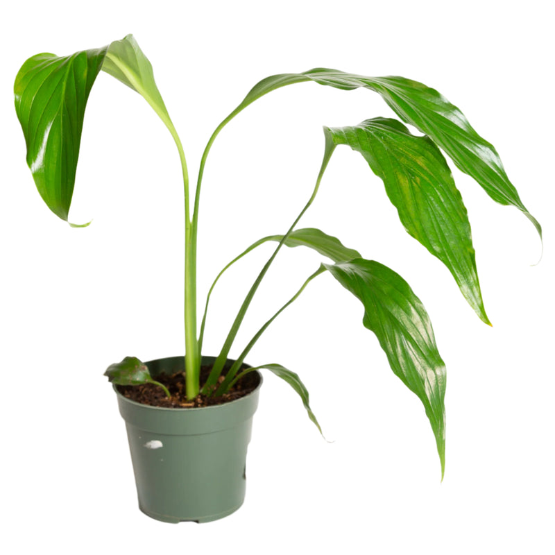 Peace Lily 'Viscount' 4" - Urban Sprouts