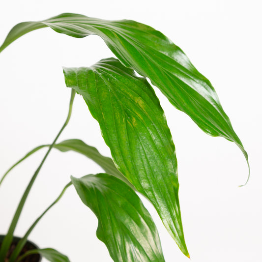 Peace Lily 'Viscount' 4" - Urban Sprouts