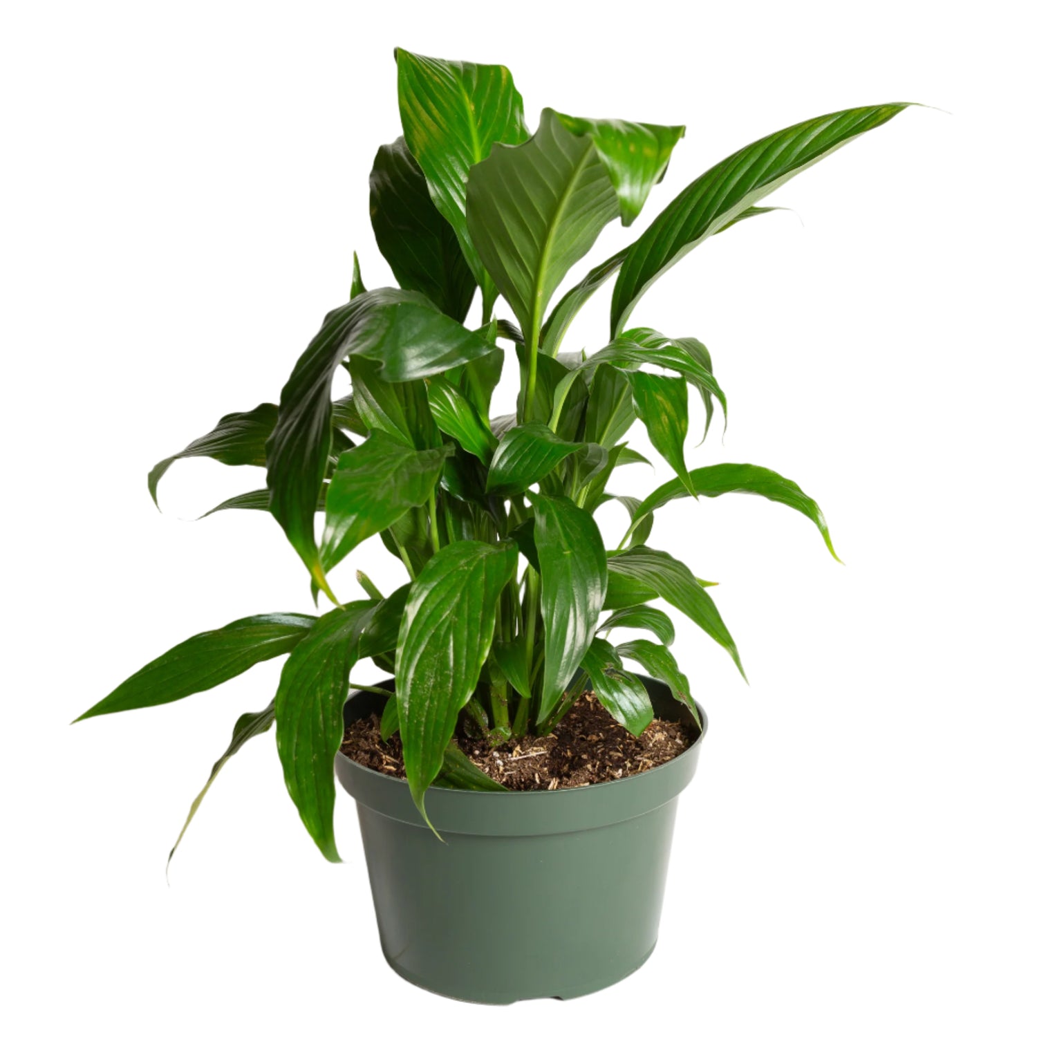 Peace Lily 'Viscount' 8" - Urban Sprouts