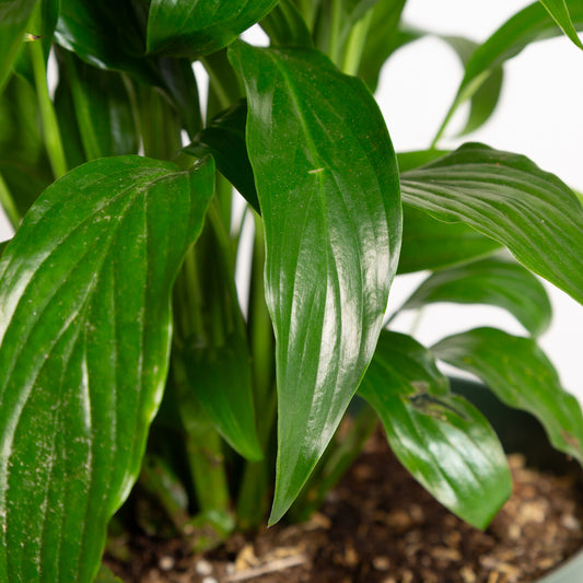 Peace Lily 'Viscount' 8" - Urban Sprouts