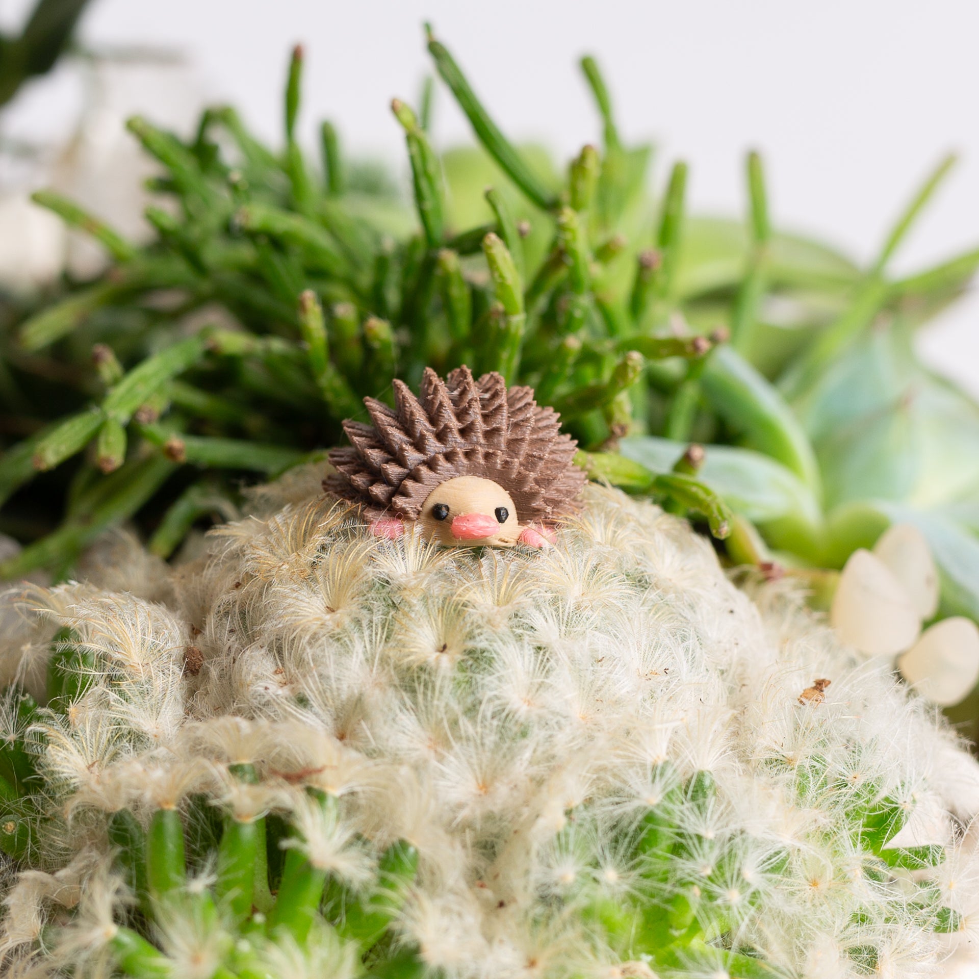 Penelope the Hedgehog - Urban Sprouts