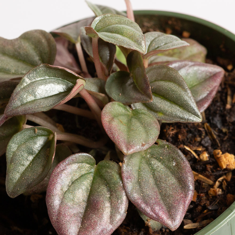 Peperomia 'Cayenne' 4" - Urban Sprouts