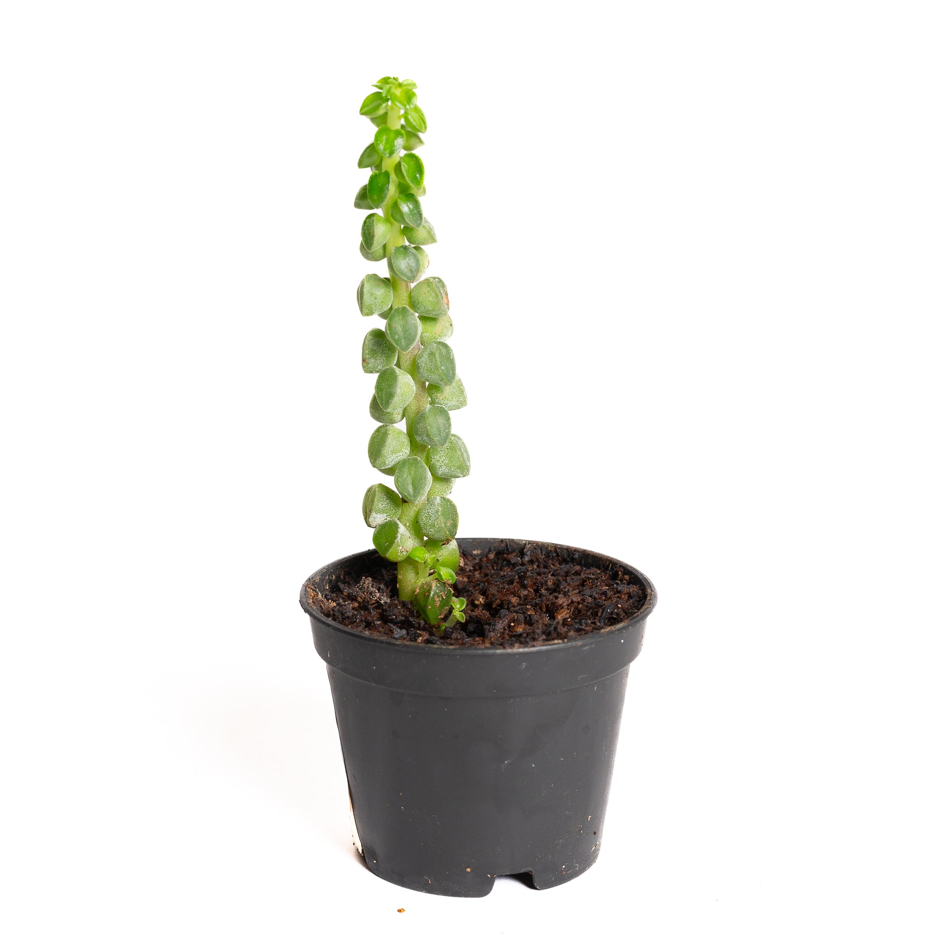 Peperomia 'Columnar' 2" - Urban Sprouts