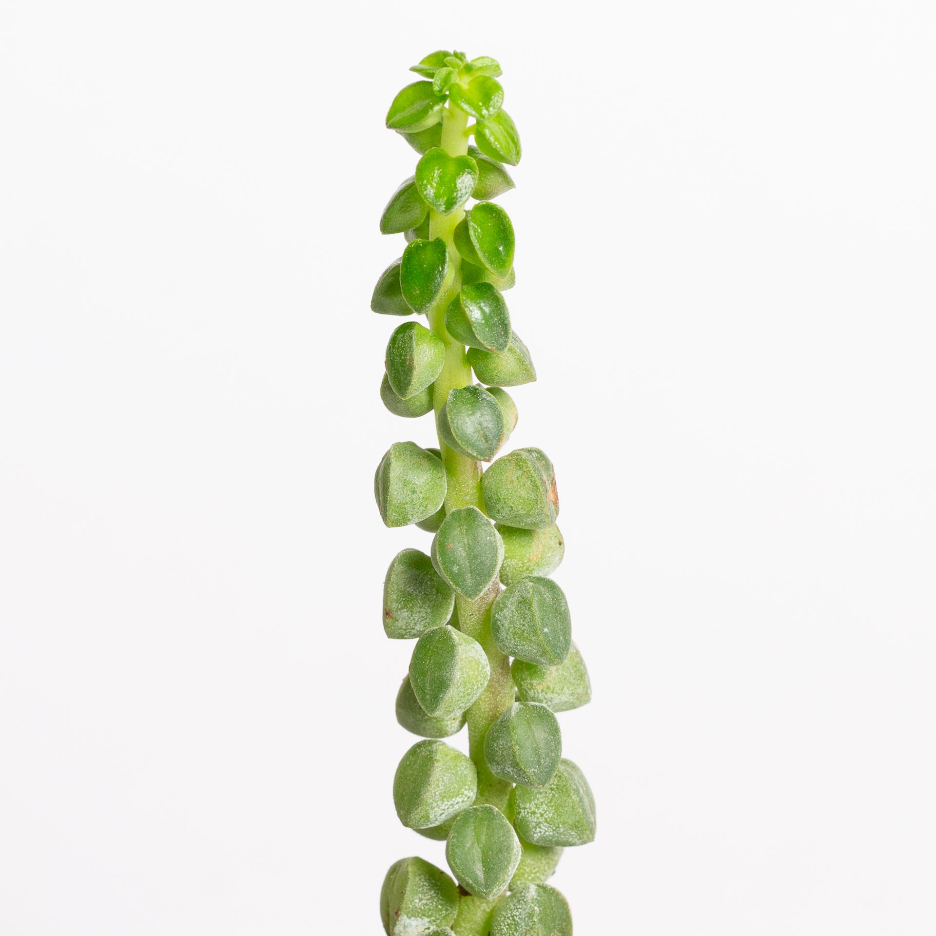 Peperomia 'Columnar' 2" - Urban Sprouts