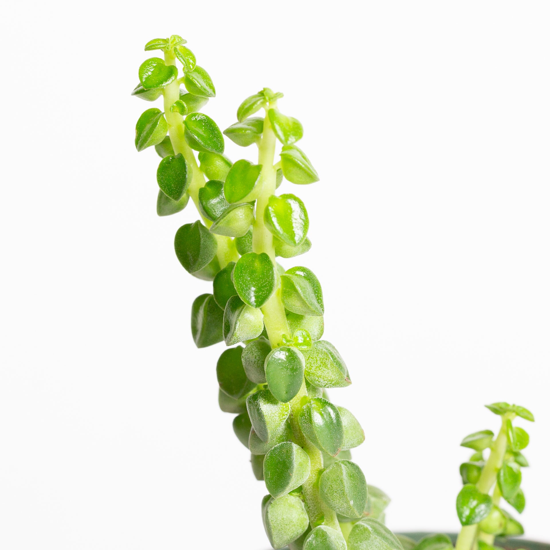 Peperomia 'Columnar' 4" - Urban Sprouts