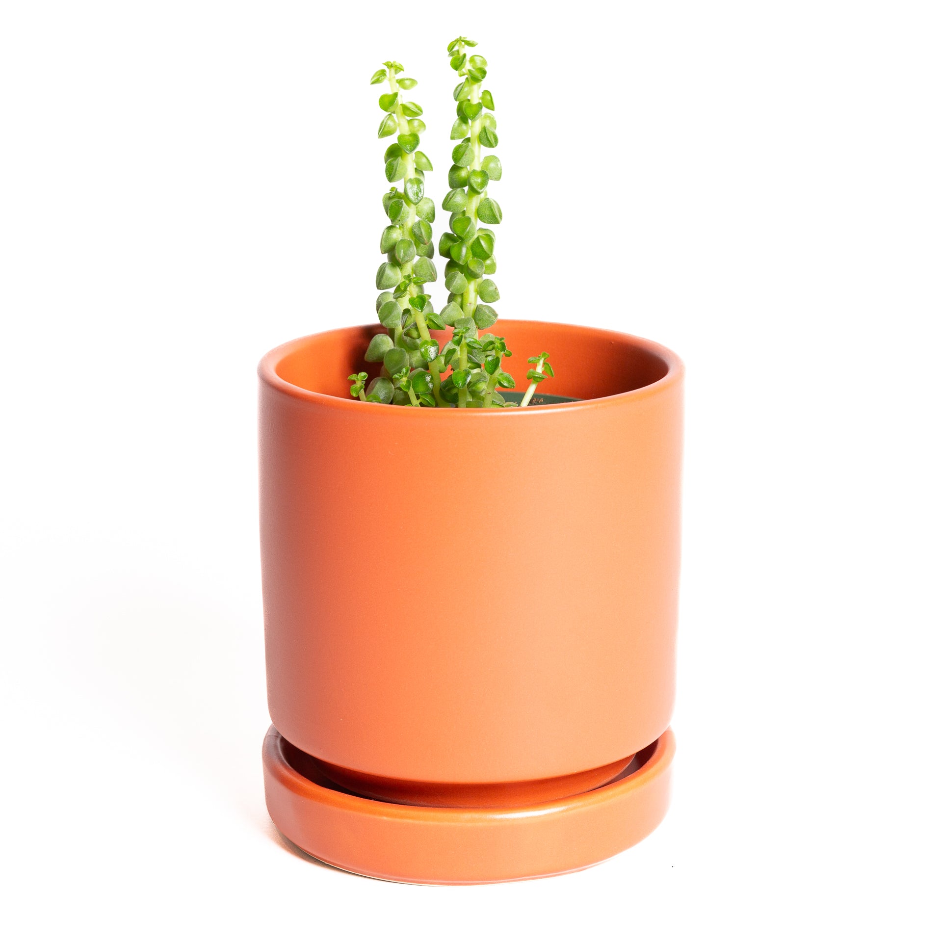 Peperomia 'Columnar' 4" - Urban Sprouts
