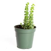 Peperomia 'Columnar' 4" - Urban Sprouts