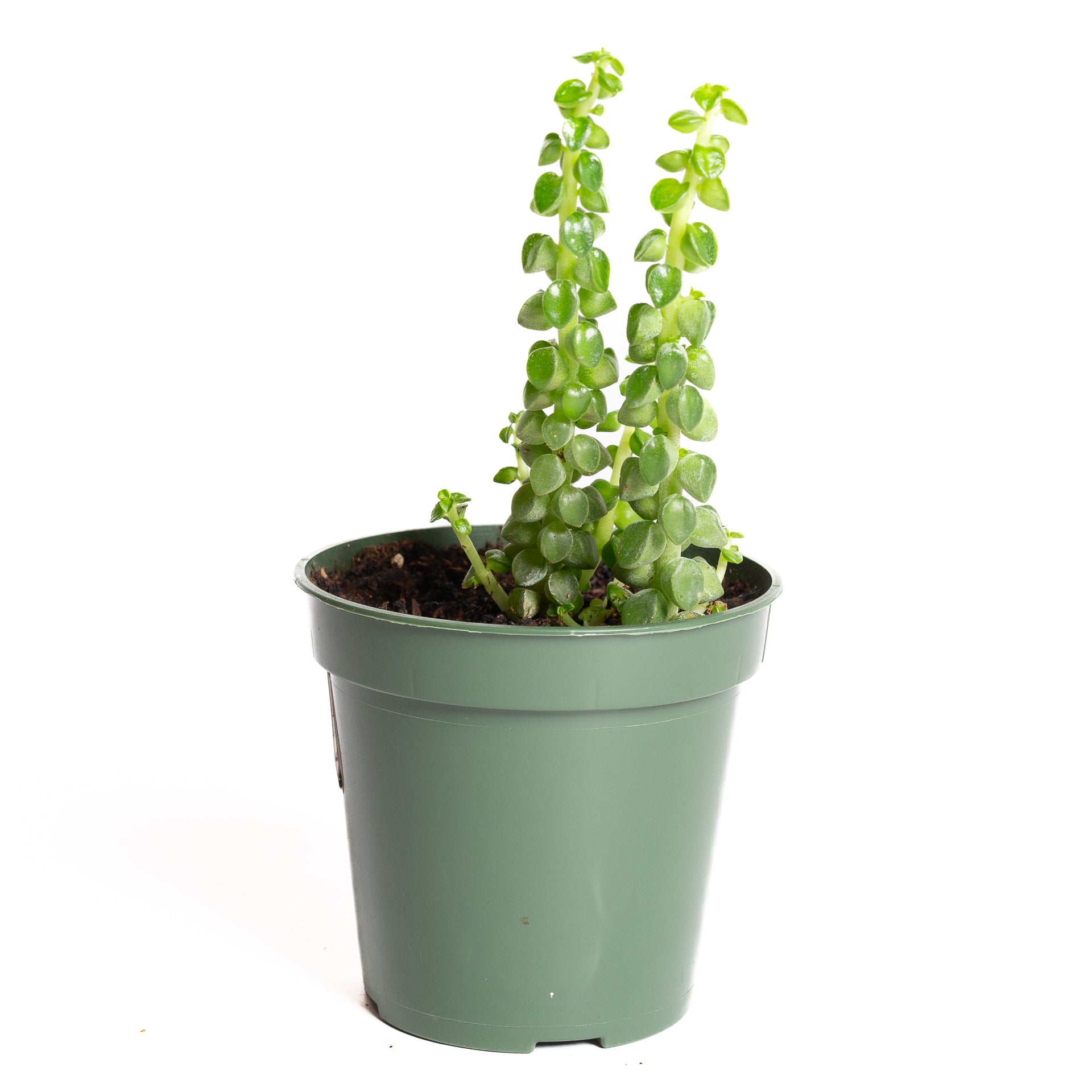 Peperomia 'Columnar' 4" - Urban Sprouts