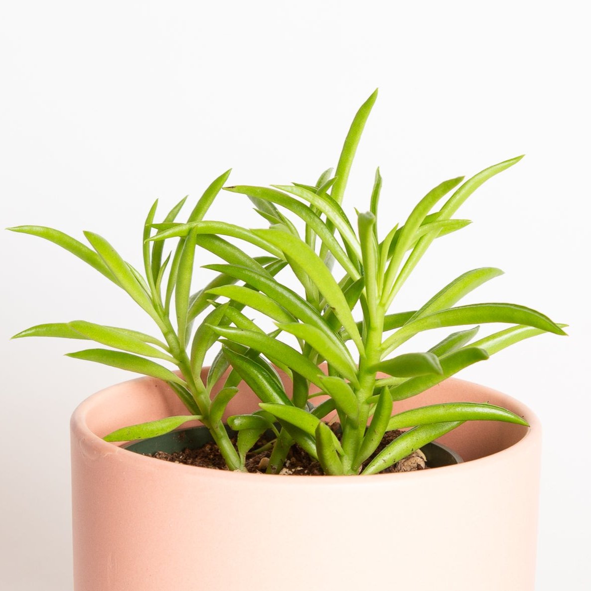 happy bean succulent plant Peperomia 'Happy Bean' 4"