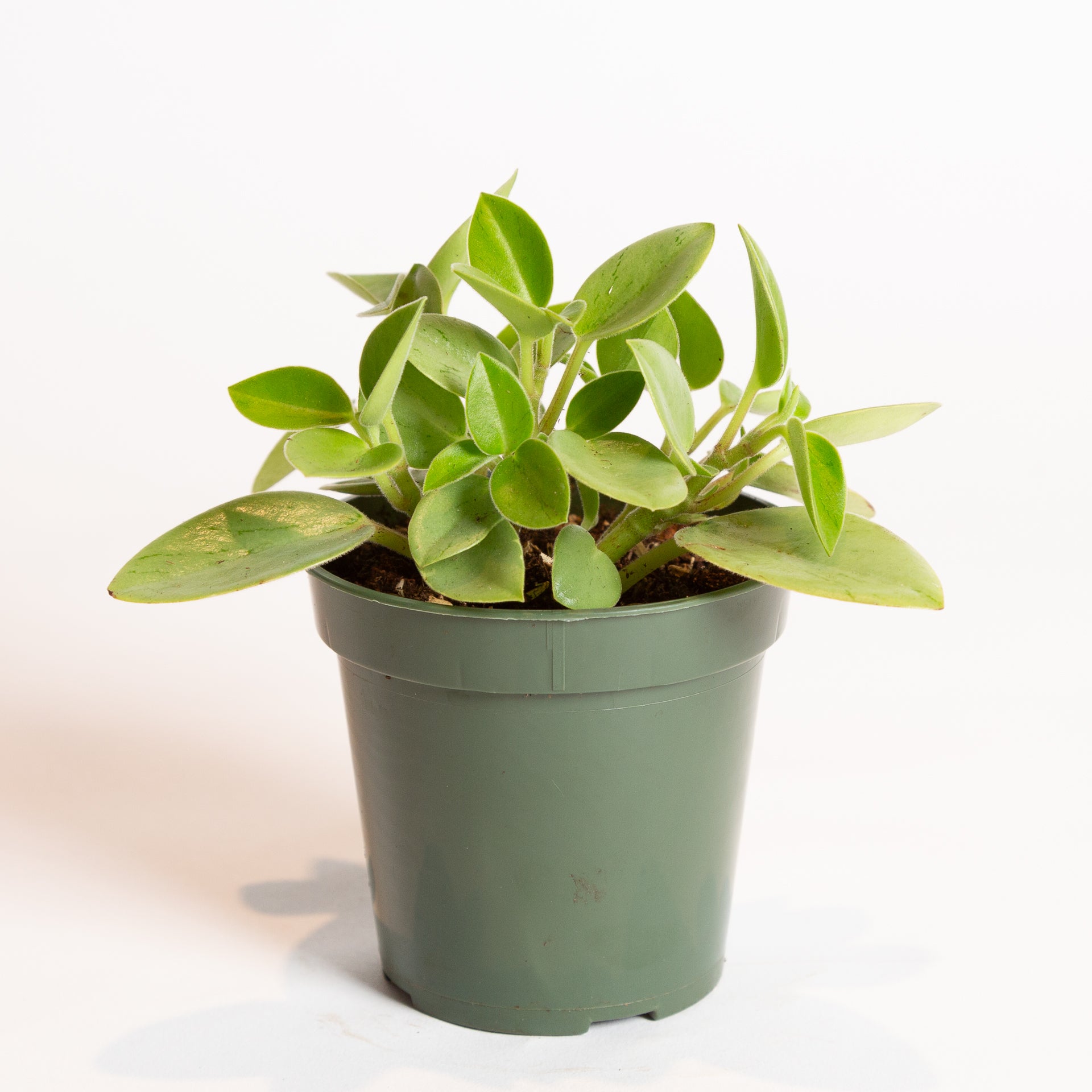 Peperomia 'Orba' 4" - Urban Sprouts