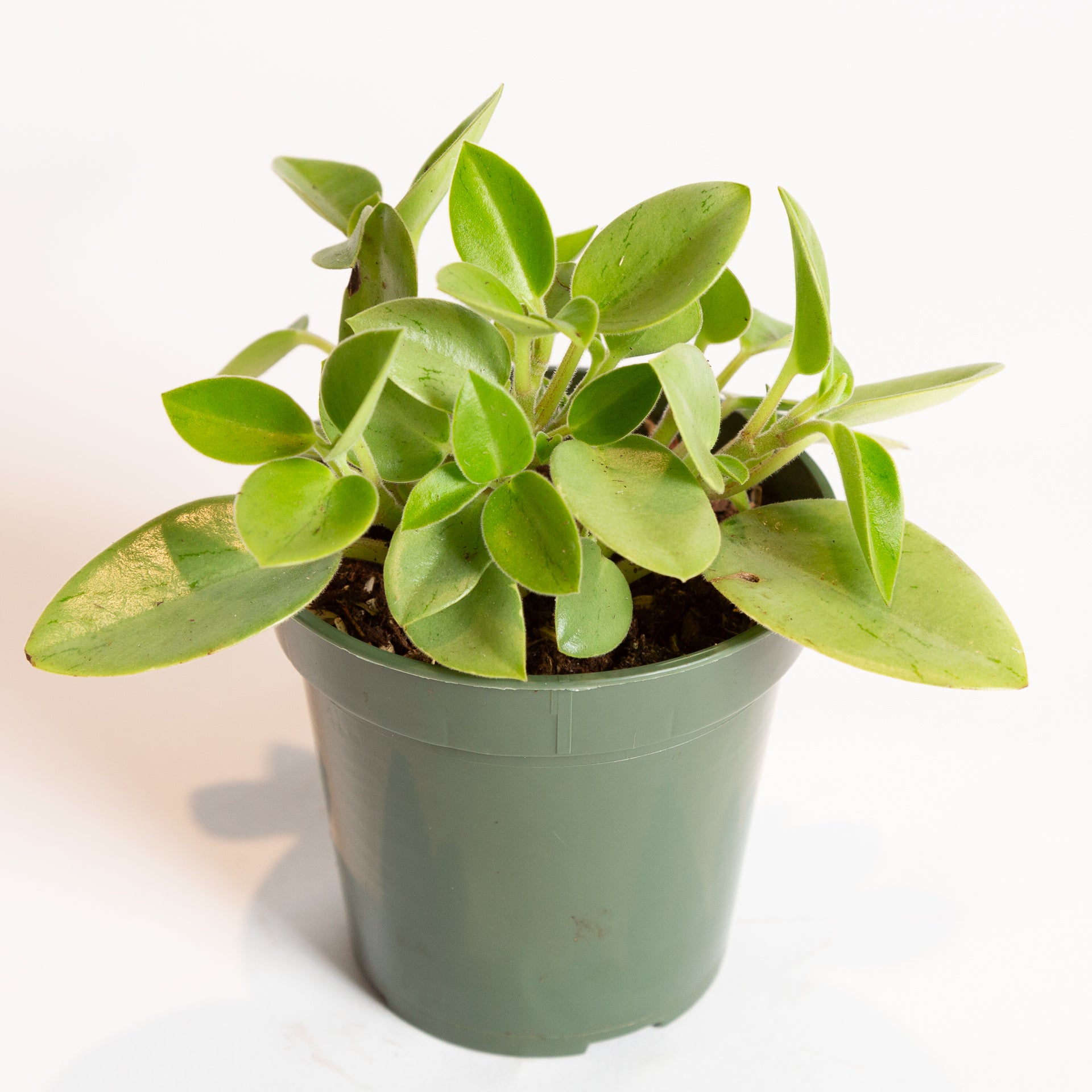 Peperomia 'Orba' 4" - Urban Sprouts