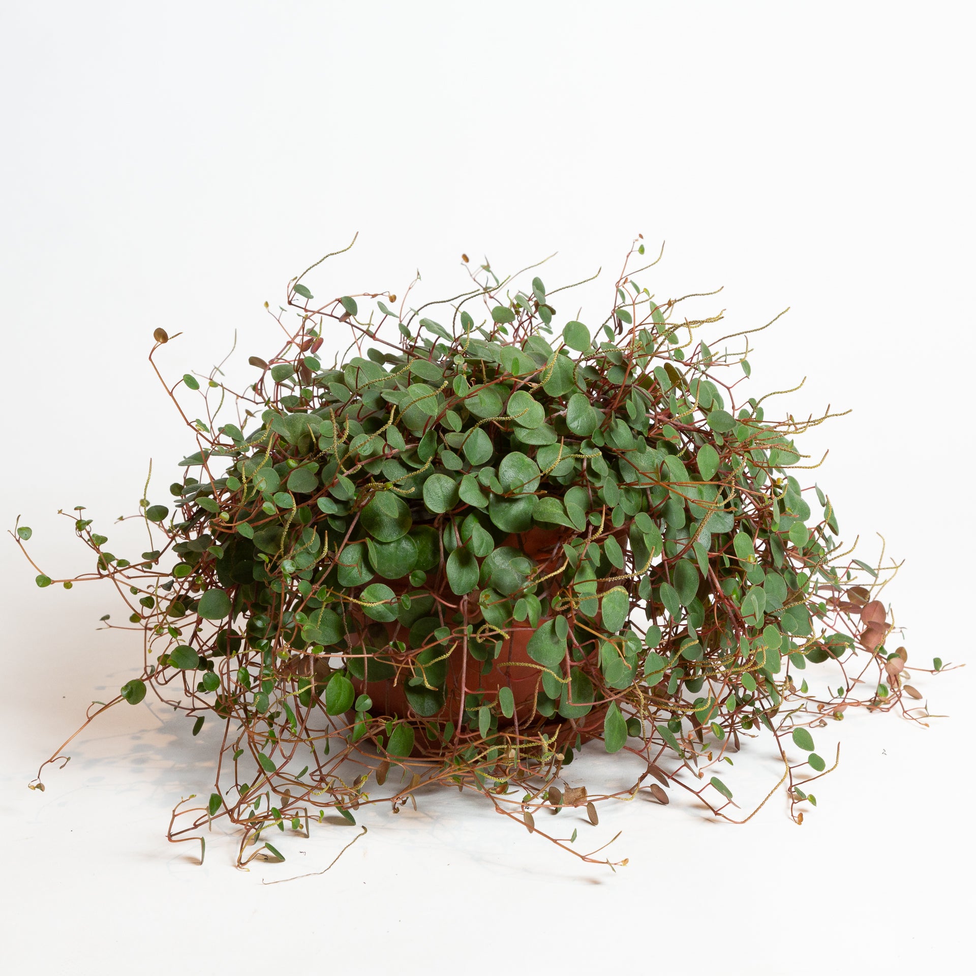Peperomia 'Pepperspot' 6" - Urban Sprouts
