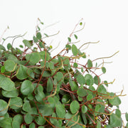 Peperomia 'Pepperspot' 6" - Urban Sprouts