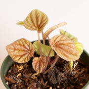 Peperomia 'Quito' 4" - Urban Sprouts