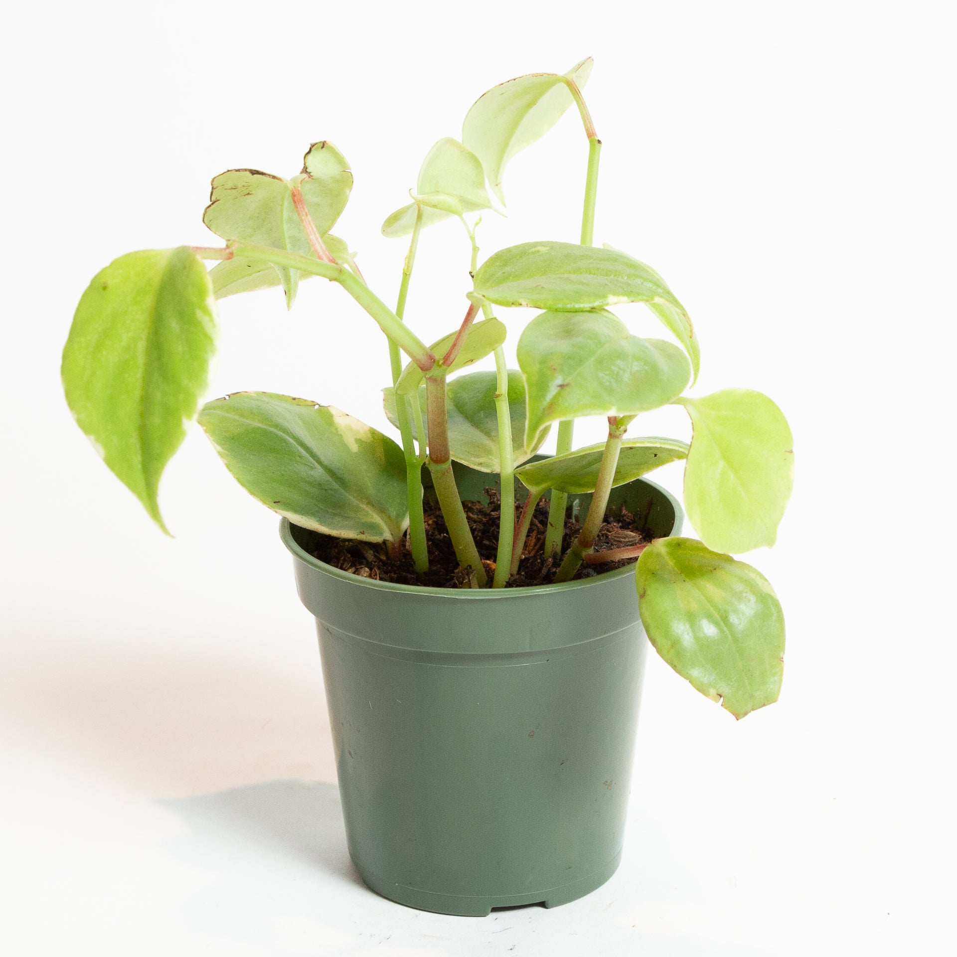 Peperomia 'Scandens - Variegated' 4" - Urban Sprouts