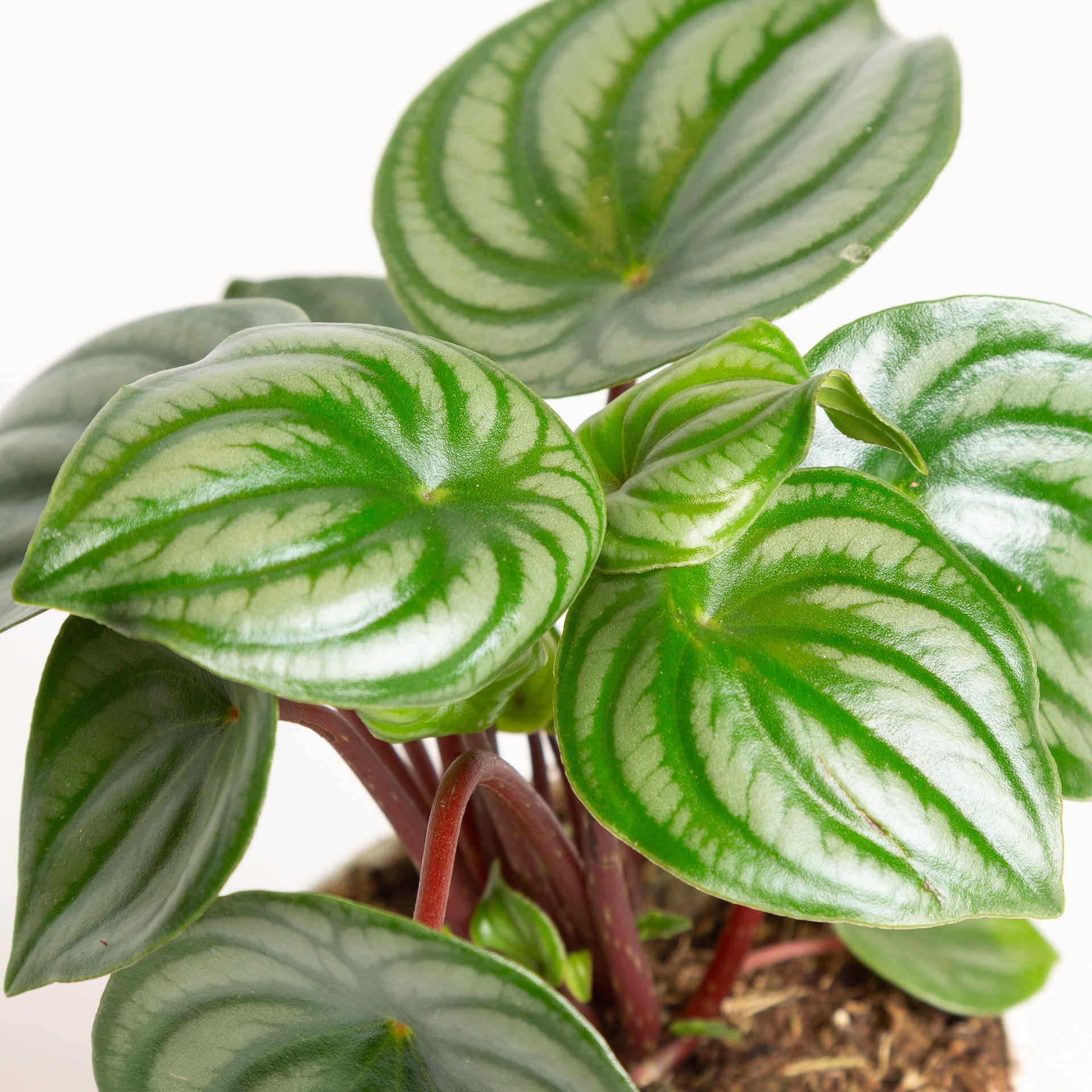 Peperomia 'Watermelon' 6" - Urban Sprouts
