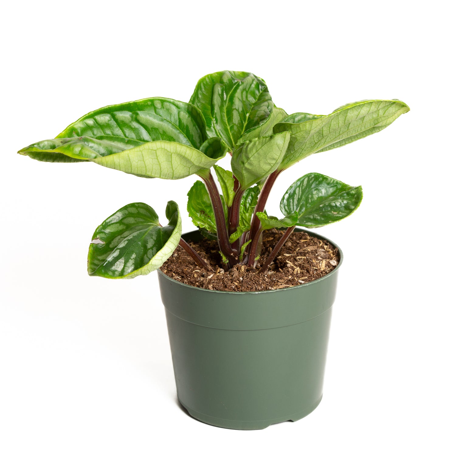 Peperomia 'Ecuador' 6" - Urban Sprouts