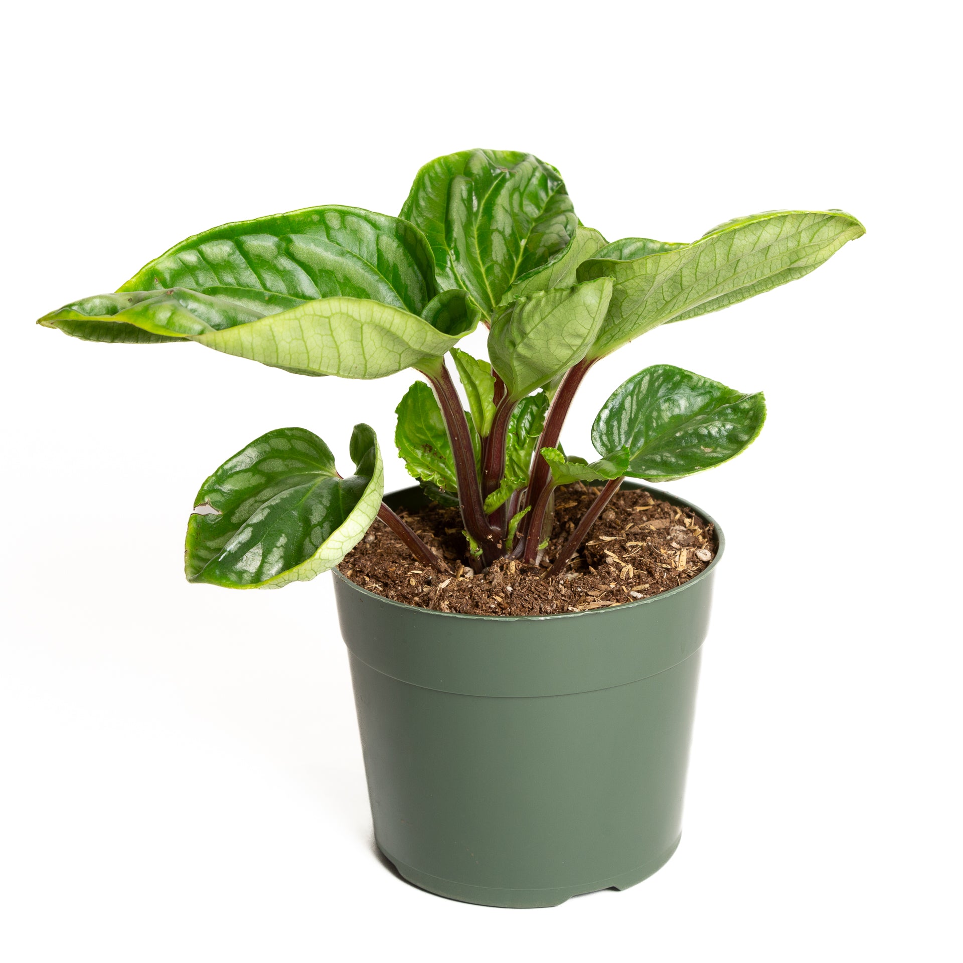 Peperomia 'Ecuador' 6" - Urban Sprouts