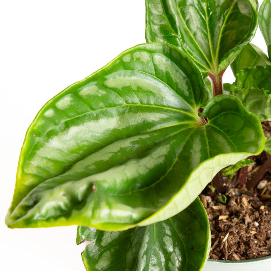 Peperomia 'Ecuador' 6" - Urban Sprouts